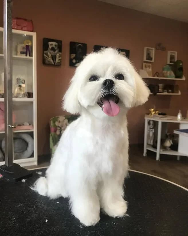 Bichón maltés en Spa Canino Gales