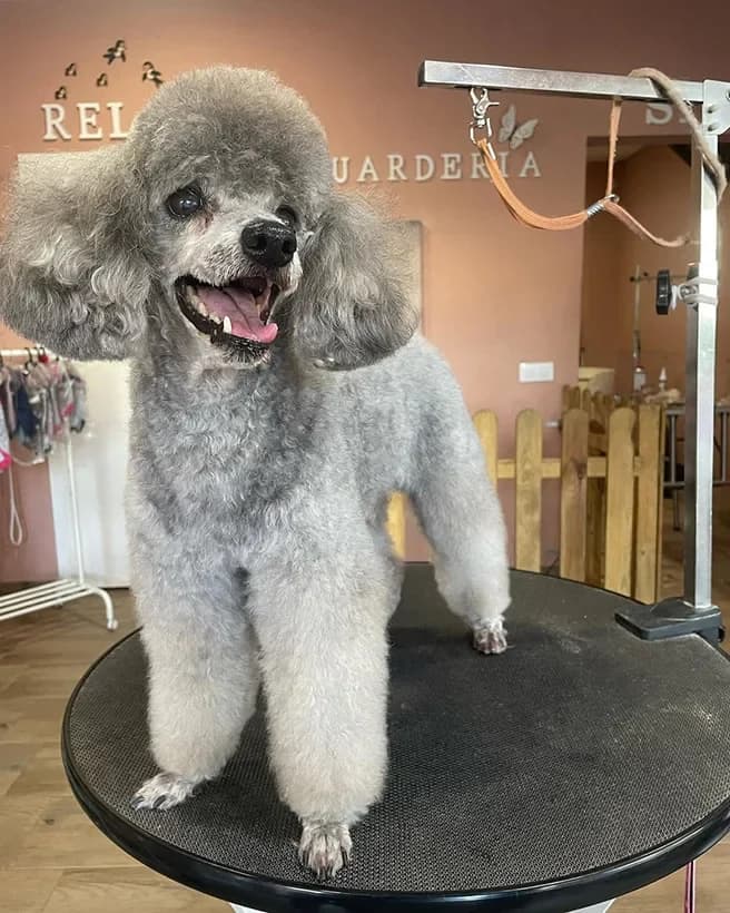 Caniche gris en Spa Canino Gales
