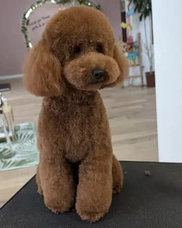 Caniche toy en Spa Canino Gales