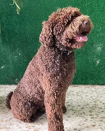 Perro de agua en Spa Canino Gales
