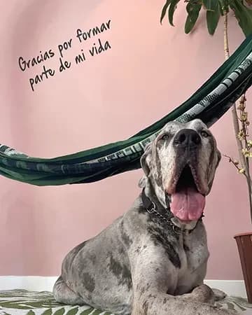 Gran danés en Spa Canino Gales