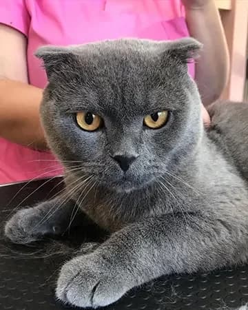 Scottish fold en Spa Canino Gales