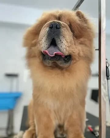 Chow chow en Spa Canino Gales