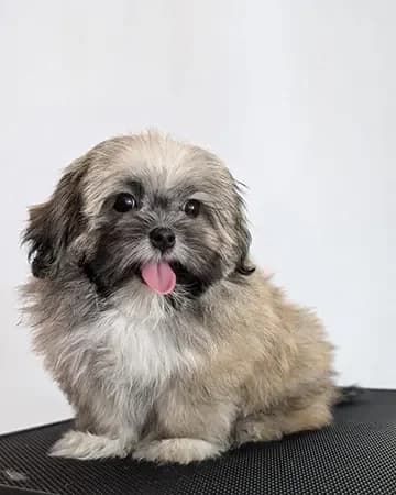 Shih tzu en Spa Canino Gales