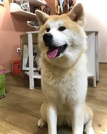 Akita inu en Spa Canino Gales