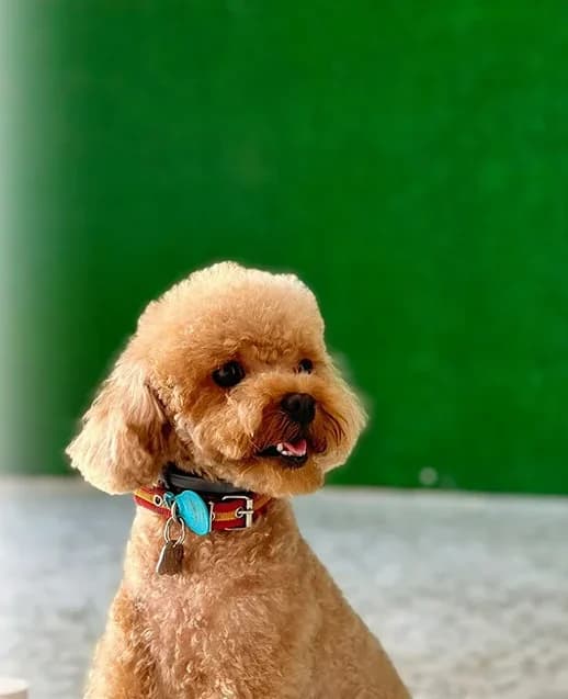 Caniche toy canela sentado en la zona verde de la guardería